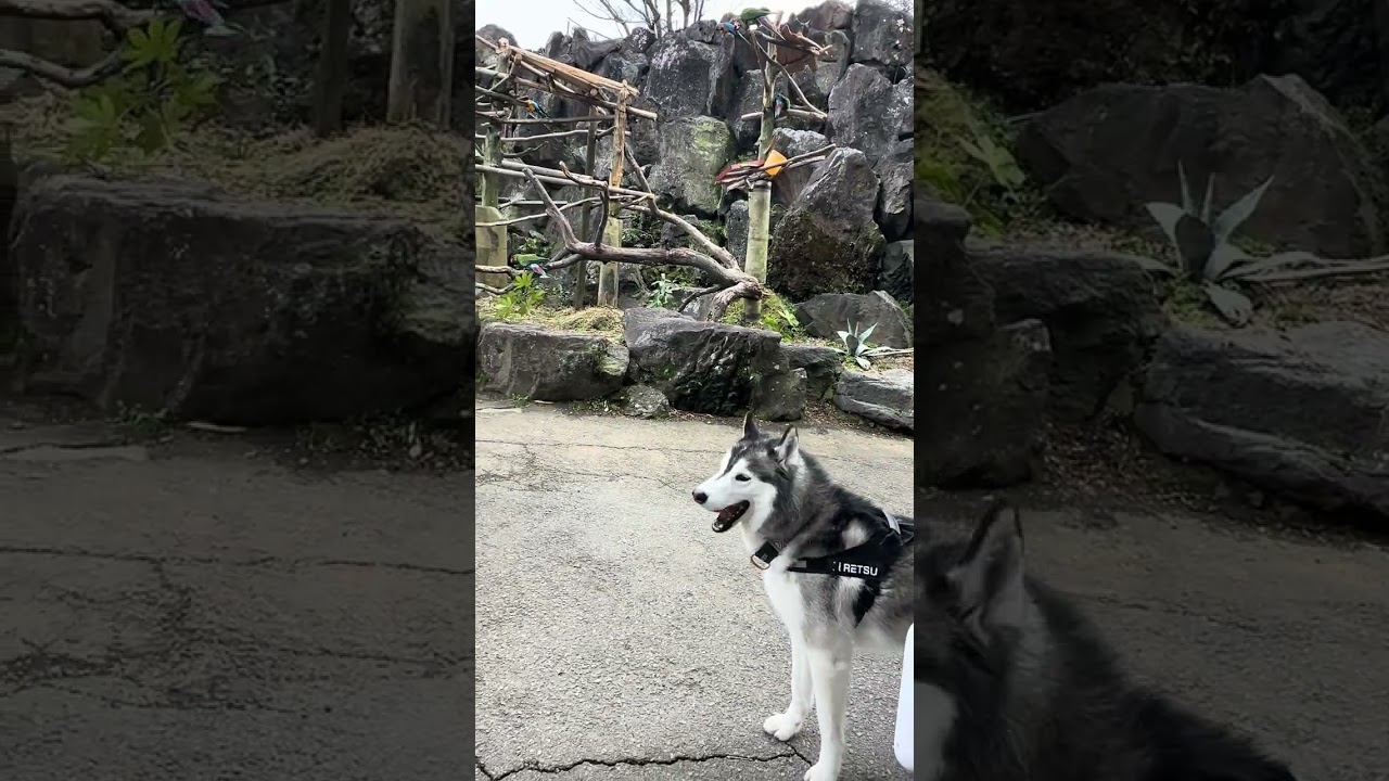 オウムに興味津々なハスキーズ #husky
