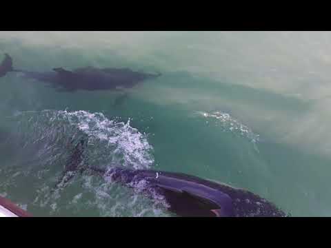 Day sail to Lundy part 8/9