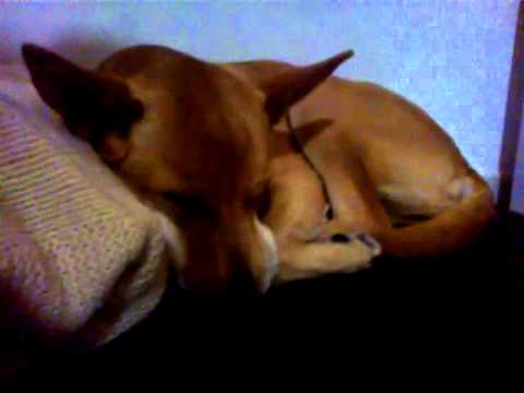 Cane che russa :D