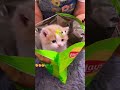 Chips Surprise Cute Dog Puppy Shorts