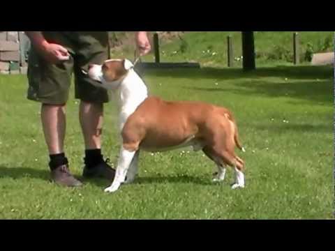 Stafke van het Daalhof