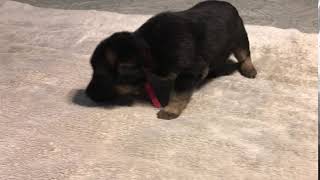 Video preview image #3 German Shepherd Dog Puppy For Sale in LEAD HILL, AR, USA