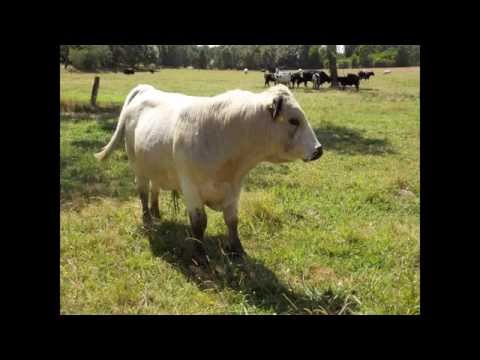 , title : 'British White Cattle - Darnum Park - Australia'