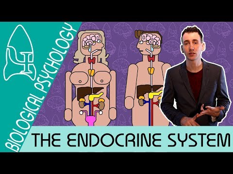 4 Endocrine system