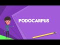 What is Podocarpus? Explain Podocarpus, Define Podocarpus, Meaning of Podocarpus