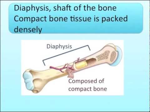 Long Bone Anatomy Song