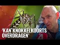 Stad gaat strijd aan met exotische tijgermug