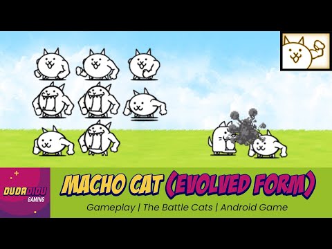 Macho Cat (Evolved Form) - Gameplay | The Battle Cats | Android Game