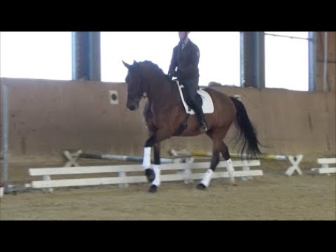 Stute geb. 2014 v Dimaggio x Ampere www.stöcker-verkaufspferde