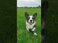 Come with me... ❤️ #doglovers #fyp #corgi #dogvideo #dogtv #tvfordogs #happydogs #petslovers #dog