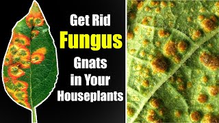 How to Get Rid of Fungus Gnats in Your Houseplants