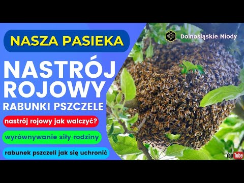 , title : 'Nastrój rojowy i rabunki na pasiece, jak sobie poradzić? #pasieka #pszczoły #rój #rabunek'