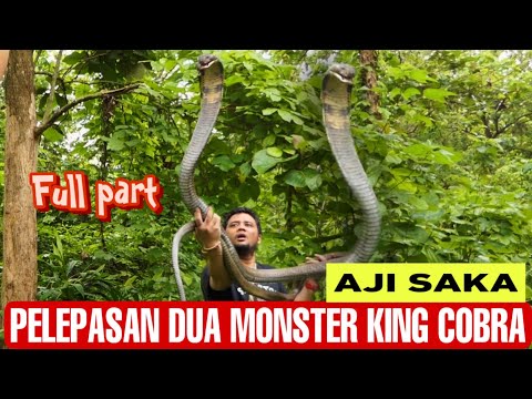 RELEASE OF TWO KING COBRA MONSTERS “AJI SAKA” SALAM LESTARI TWINS MONSTER