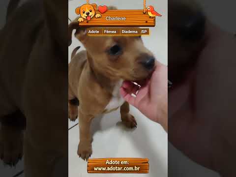 Vídeo de Charlene