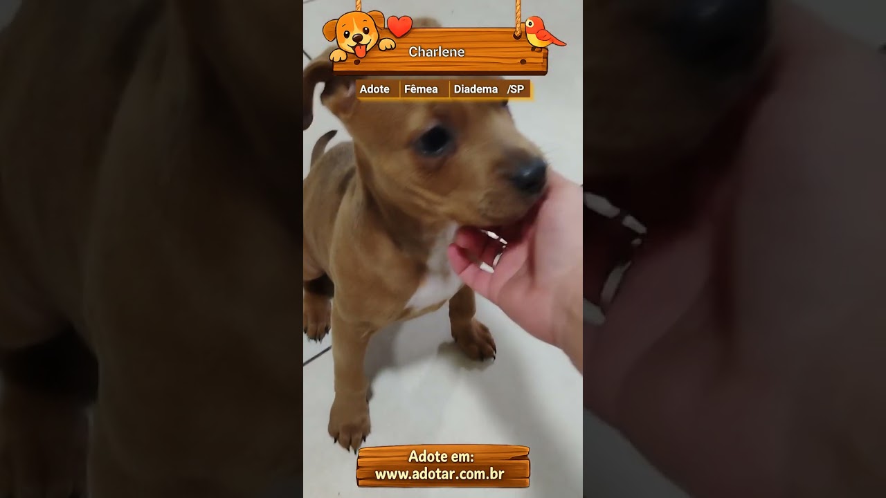 Cachorro raça SRD-ViraLata idade 2 a 6 meses nome Charlene
