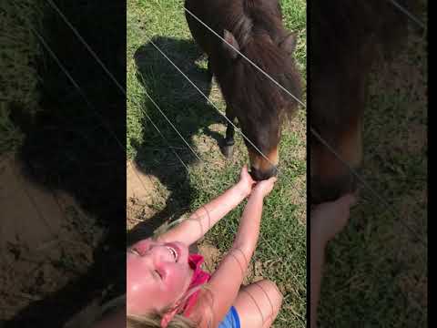 Grand daughter loved the petting zoo!