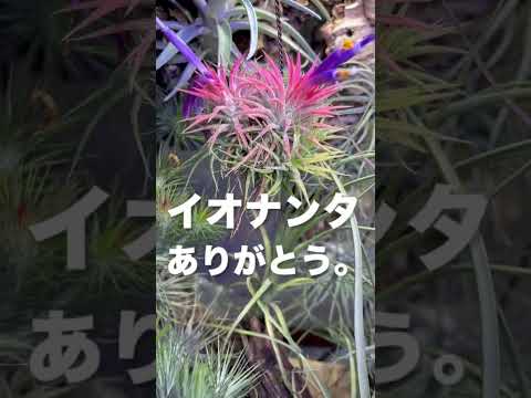 園芸 糸葉ティランジア 糸のような空気の娘