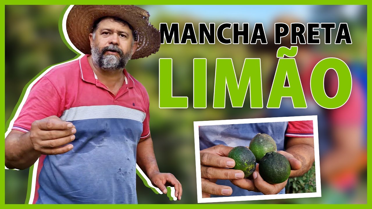 Como combater a mancha preta nos cítrus.