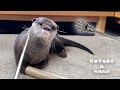 Scratching Otter with Back Scratcher