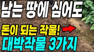 남는 땅에 심어도 돈이되는 작물3가지! 적은땅에서 걱정없이 다수확 가능한 작물!