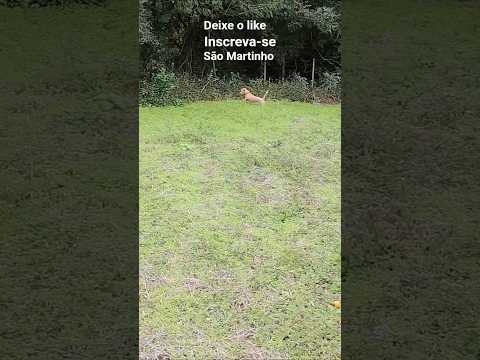 são Martinho da Serra