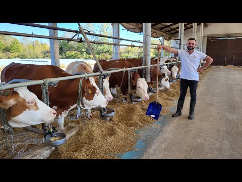 Mato Janjić se vratio iz Austrije i otvorio farmu krava