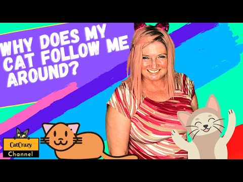😻 CatCrazy: Why does my cat follow me around everywhere?