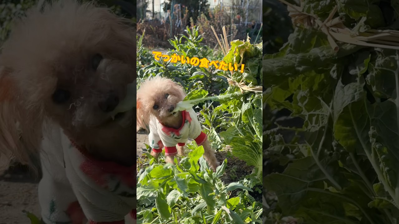 白菜狩りをする犬