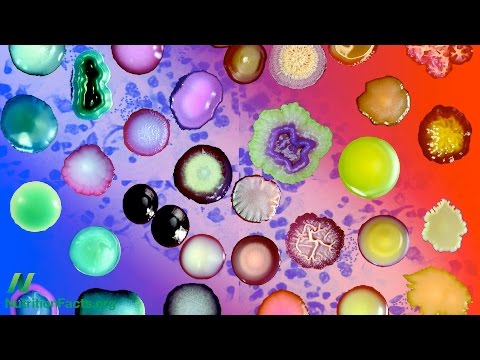 Fecal Transplants for Aging and Weight Loss