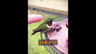 これはどんな種類の鳥ですか？ #自然 #動物プロダクション #animals #動物#癒し