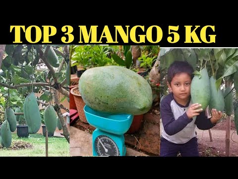 Top 3 Jumbo Thailand Mango Verity | Top Thai Big Size Mango | थाई की किस्म आम 5 किलो का होता है