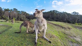 My Direction – (Official Animal Love)