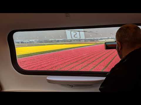 Holland Tulip Time - Views From The Train, April 17, 2019