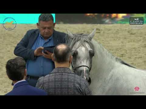 N 147 D SERAJ   Dubai International Arabian Horse Championship 2023   Stallions 7   9 Years Old Clas