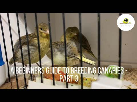 A Beginners Guide to Breeding Canaries - Part 3