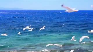 ALABAMA - If I Had You