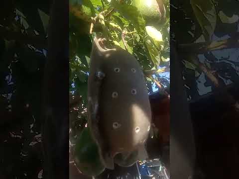 aguacate o palta. Novedad mundial, desde Simoca Tucumán Argentina.
