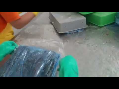 Hake Merluccius gayi