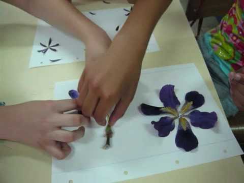 Ana Teixeira - constituição da flor