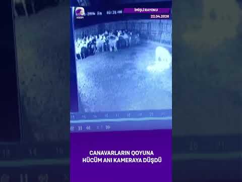 #xezerxeber #canavar #imishli #