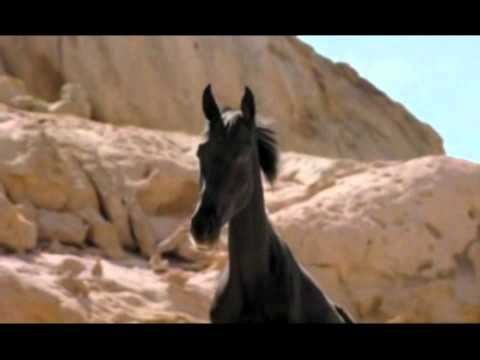Young Black Stallion, The World is Mine amv