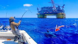 What Happens When You Drop Live Baits Under the BIGGEST Oil Rig In The Gulf?!