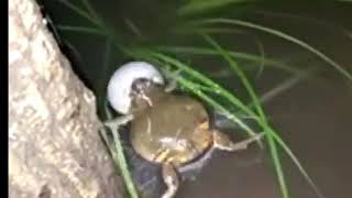 Download lagu SUARA KODOK SAWAH BIKIN NGANTUK mp3 Download lagu SUARA KODOK SAWAH BIKIN NGANTUK mp3