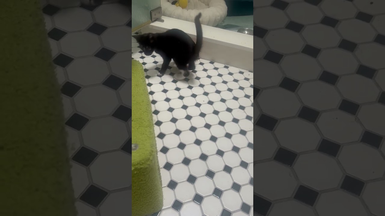 Arlo, a ADOPTABLE American Shorthair in Hilton Head Island, SC video 5/6