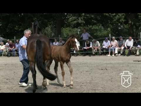 A341 Stutfohlen von Livello - Connor - Carlos DZ