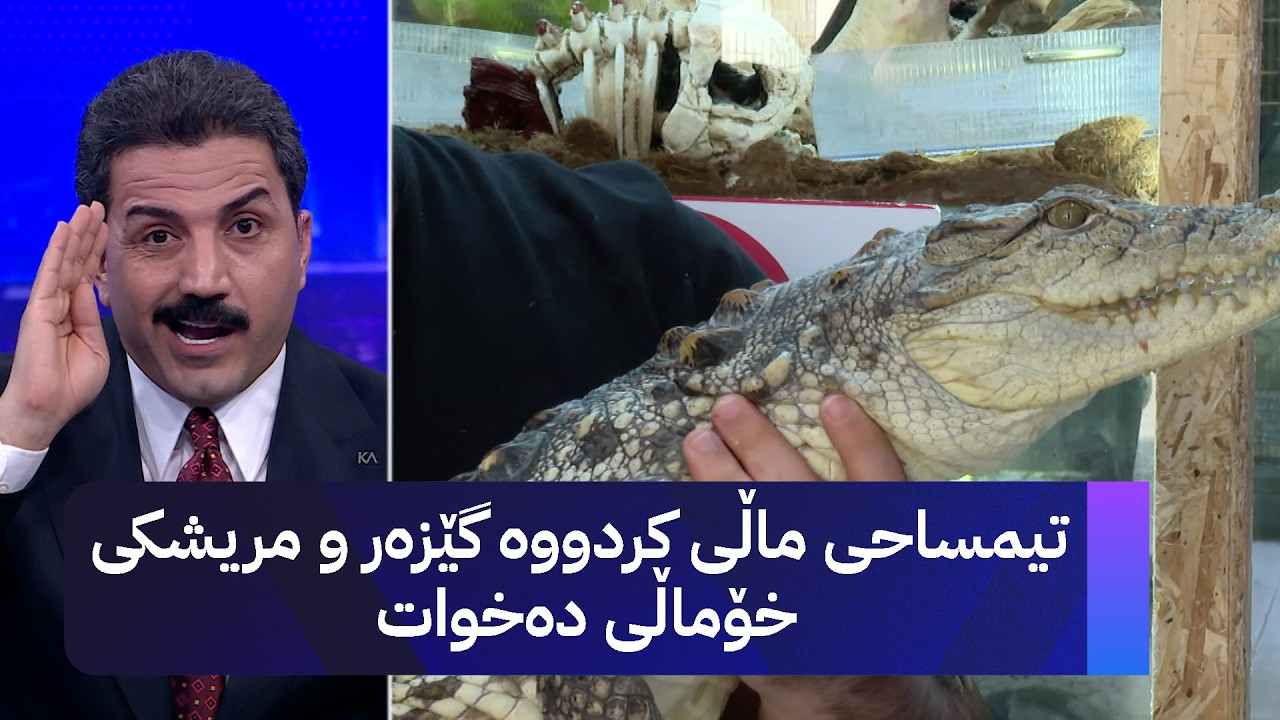 ڤیدیۆ | تیمساحی ماڵی کردووە گێزەر و مریشکی خۆماڵی دەخوات