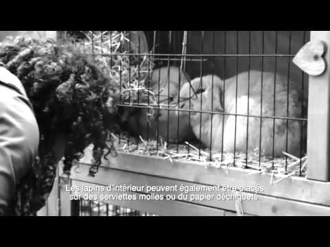 comment soigner son cochon d'inde malade