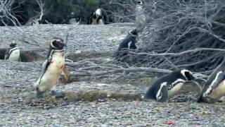 [討論] 其他動物會希望另一半有上進心嗎？