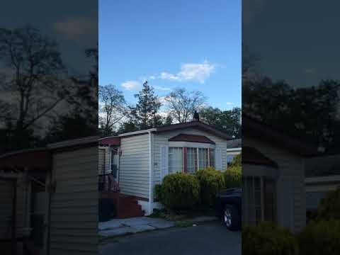 Turkey Vulture neighbor