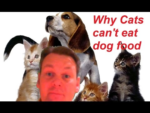 WHY CATS CAN'T EAT DOG FOOD 5 REASONS